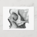 Recherche de squelette halloween cartes postales Anatomie