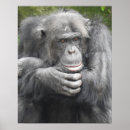 Zoek naar chimpansee posters Primaten