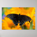 Zoek naar zonnebloem vlinder kunst Geel