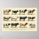 Recherche de bovin posters Bétail