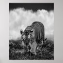 Recherche de tigre blanc noir posters Animal