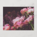 Recherche de pivoine cartes postales Romantique