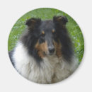 Recherche de tri magnets Animal