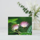 Zoek naar mimosa briefkaarten Tuin