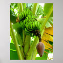 Recherche de bananiers posters Botanique