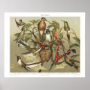 Recherche de vintage bird art Illustration