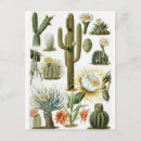 Zoek naar botanische illustratie briefkaarten Cactus