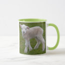 Recherche de agneau mignon tasses Agneaux