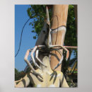 Recherche de shrimp posters Shellfish