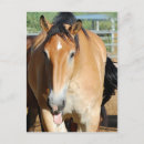 Recherche de cheval drôle cartes postales Mignonette