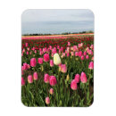 Recherche de tulipe magnets Ferme
