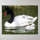 Recherche de cygne noir posters Nature
