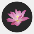 Recherche de lotus rose autocollants Fleur