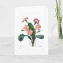 Zoek naar primula kaarten Waterverf