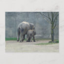 Recherche de amour cartes postales Faune