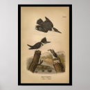Recherche de kingfisher painting posters Aviaire