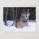 Zoek naar grijze wolf briefkaarten Natuur