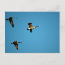 Recherche de oies canadiennes cartes postales Nature