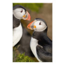Recherche de pelage Islande