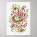 Recherche de plantes carnivores posters Nepenthes