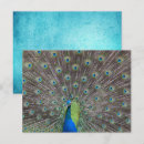 Recherche de beau paon posters Turquoise