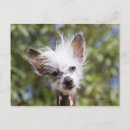 Recherche de cheveux cartes postales Extérieur