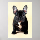 Recherche de séance de chien Se reposer