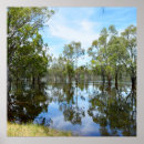 Recherche de arbre de gomme posters Australie