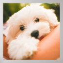 Recherche de chiens mignons posters Toute personne