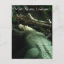 Recherche de albinos posters Animaux