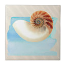 Recherche de nautilus carreaux Plage