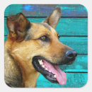 Recherche de german shepherd autocollants Chiot