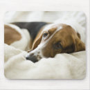 Recherche de basset hound tapis souris Chiots