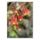 Recherche de colombine cartes postales Fleurs sauvages