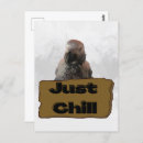 Zoek naar papegaaien briefkaarten Afrikaanse grijze papegaai