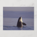 Zoek naar orka briefkaarten Kust