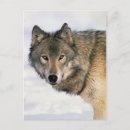 Recherche de photo de loup cartes postales Animaux