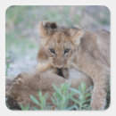 Recherche de mordant autocollants Animal