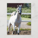 Zoek naar arabisch briefkaarten Paard