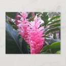 Recherche de fleur de gingembre cartes postales Hawaii