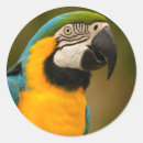 Recherche de ara autocollants Animal