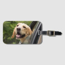 Recherche de golden retriever accessoires Puppy