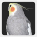 Recherche de cocktails photographie Animaux