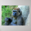 Recherche de singe souriant posters Gorille