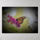 Zoek naar monarch vlinders posters Fotografie