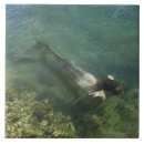 Recherche de natation carreaux Dehors