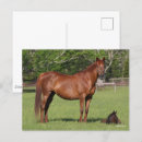 Zoek naar kwart paarden briefkaarten Foal
