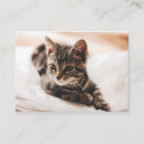 Recherche de chatons cartes visite Pour tous