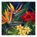 Zoek naar hawaiiaanse bloemen posters Paradijsvogel