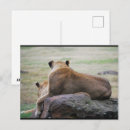 Recherche de savane cartes postales Photographie